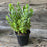 Sedum spectabile 'Autumn Joy'  - Autumn Joy Stonecrop