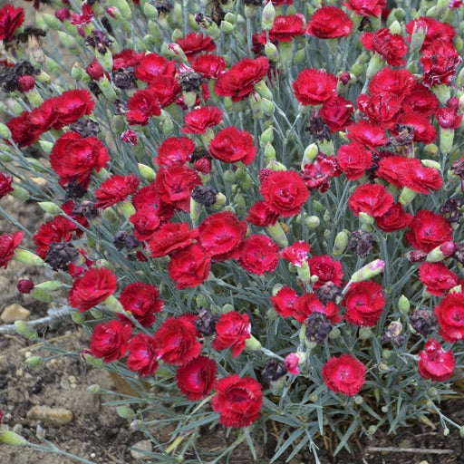 Dianthus, Pretty Poppers™ Electric Red Dianthus