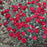 Dianthus, Pretty Poppers™ Electric Red Dianthus