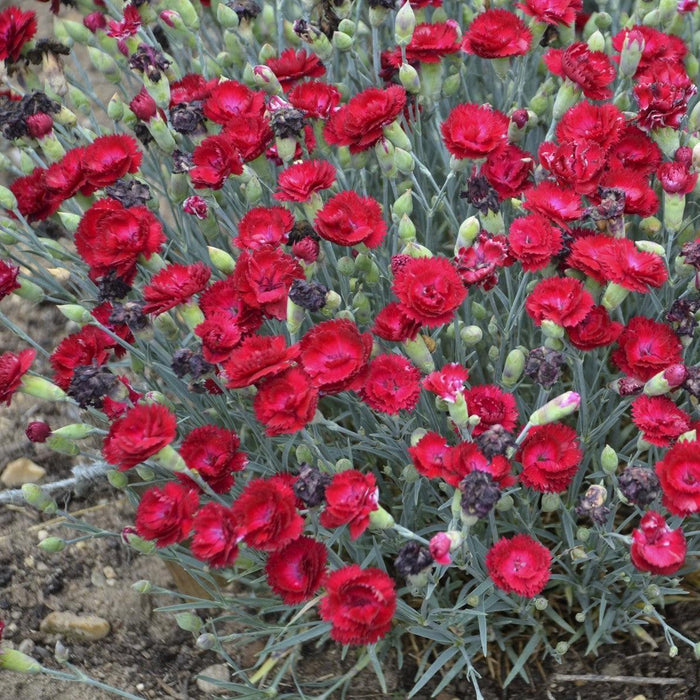 Dianthus, Pretty Poppers™ Electric Red Dianthus