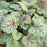 Coral Bells, Green Spice Coral Bells