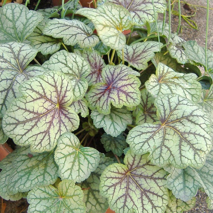 Coral Bells, Green Spice Coral Bells