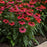 Coneflower, Sombrero® Tres Amigos Coneflower