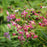 Bishop's Hat, Red Barrenwort