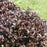 Weigela, Midnight Wine Shine® Weigela