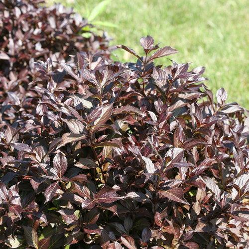Weigela, Midnight Wine Shine® Weigela
