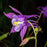 Columbine, Beidermeier Columbine