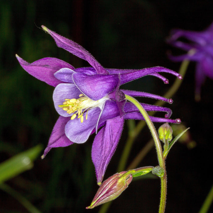 Columbine, Beidermeier Columbine