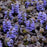 Bugle Weed, Black Scallop Bugle Weed