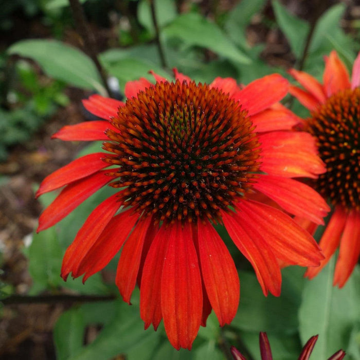 Coneflower, Panama Red Echinacea
