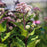 Joe Pye Weed, Little Joe Pye Weed