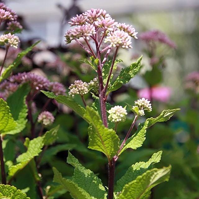 Joe Pye Weed, Little Joe Pye Weed