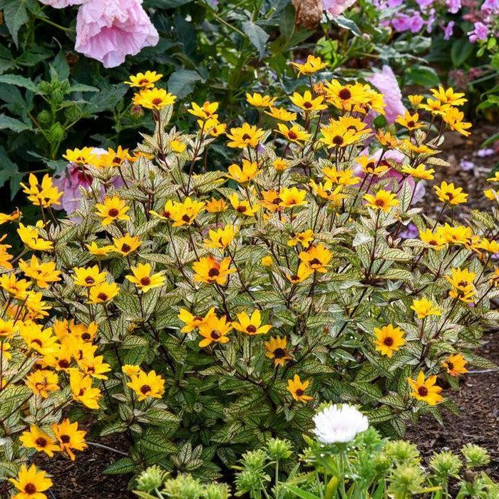 False Sunflower, Touch of Blush False Sunflower
