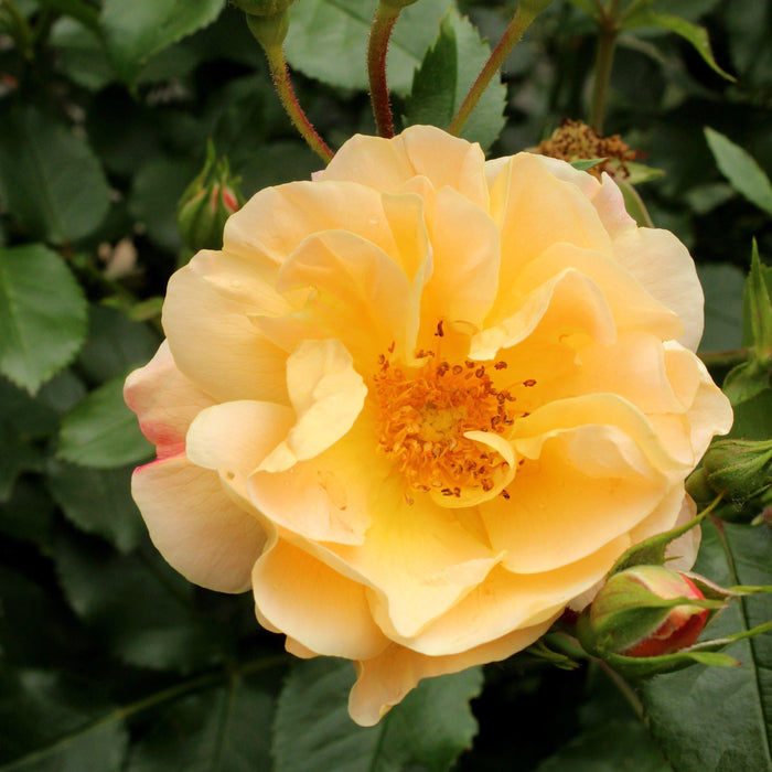 Rose, Flower Carpet Amber Rose Mackey's Rose, Flower Carpet Amber Rose Mackey's