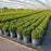 Boxwood, BetterBoxwood® Renaissance™ Boxwood