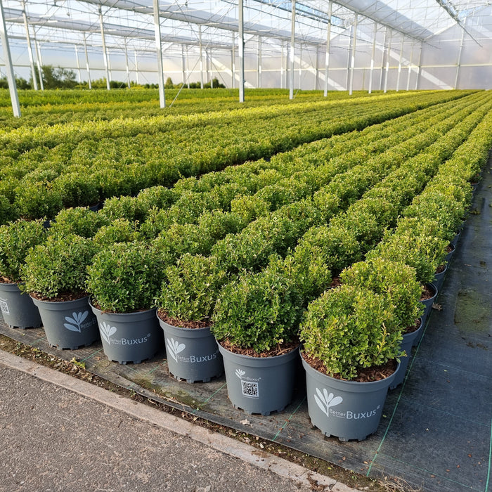Boxwood, BetterBoxwood® Renaissance™ Boxwood