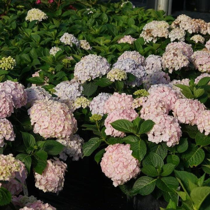 Hydrangea, Wee Bit Innocent® Hydrangea