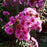 Aster, Vibrant Dome New England Aster