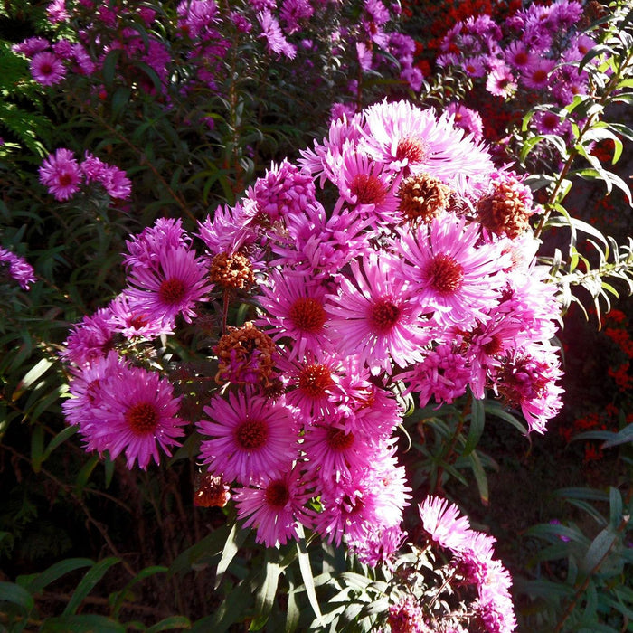 Aster, Vibrant Dome New England Aster