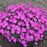 Dianthus, Paint the Town Fuchsia Dianthus