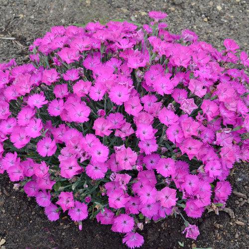 Dianthus, Paint the Town Fuchsia Dianthus