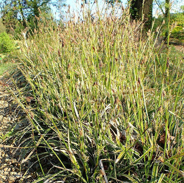 Sedge, Ice Dance Sedge