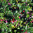 Holly, Blue Princess Holly