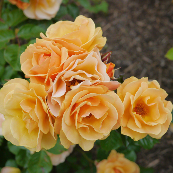 Rose, Flower Carpet Amber Rose Mackey's Rose, Flower Carpet Amber Rose Mackey's