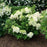 Hydrangea, Proven Winners® Little Lime Punch® Hydrangea
