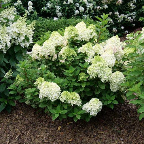 Hydrangea, Proven Winners® Little Lime Punch® Hydrangea