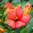 Trumpet Vine, Summer Jazz™ Fire Campsis
