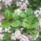 Syringa meyeri 'Palibin'  - Dwarf Korean Lilac
