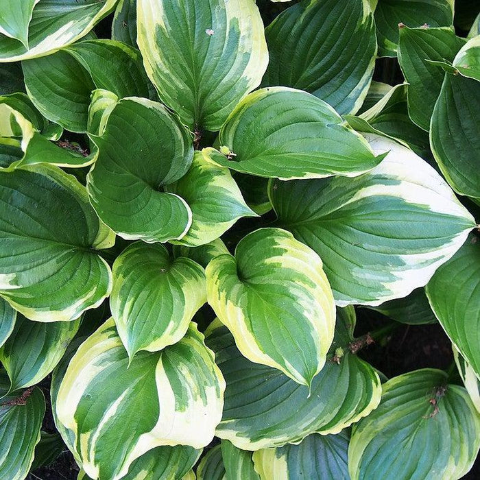 Hosta, Aureomarginata Hosta