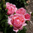 Rose, Queen Elizabeth Grandiflora Rose