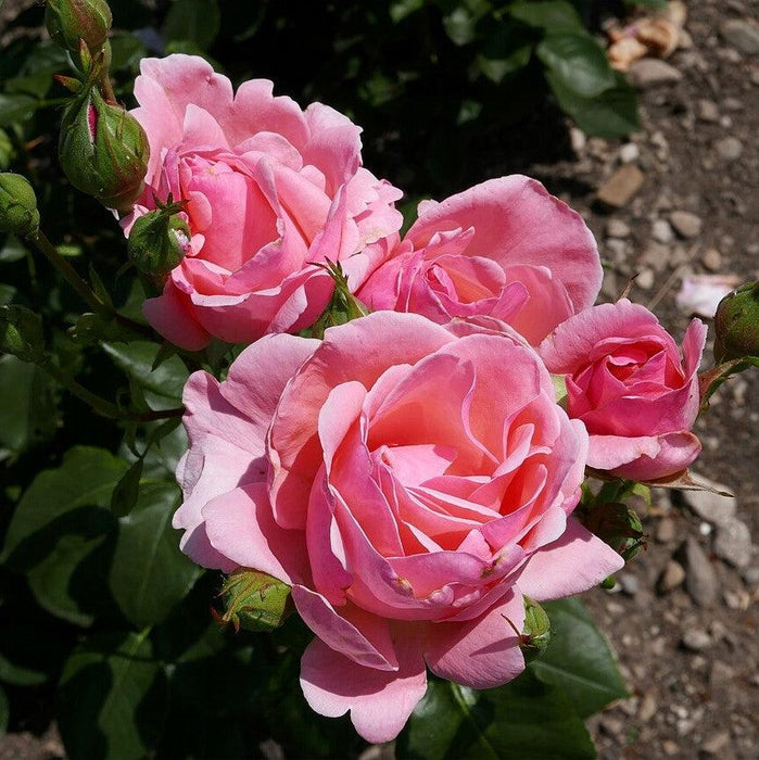 Rose, Queen Elizabeth Grandiflora Rose
