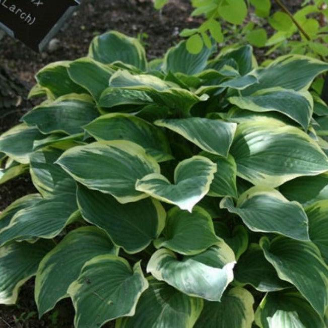 Hosta, Tambourine Hosta