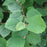 Fothergilla, Dwarf Fothergilla