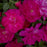 Rose, Highwire Flyer™ Rose