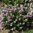 Lilac, Baby Kim® Lilac
