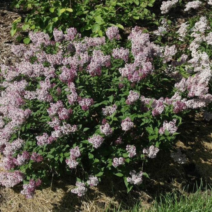 Lilac, Baby Kim® Lilac