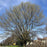 Oak, Northern Red Oak