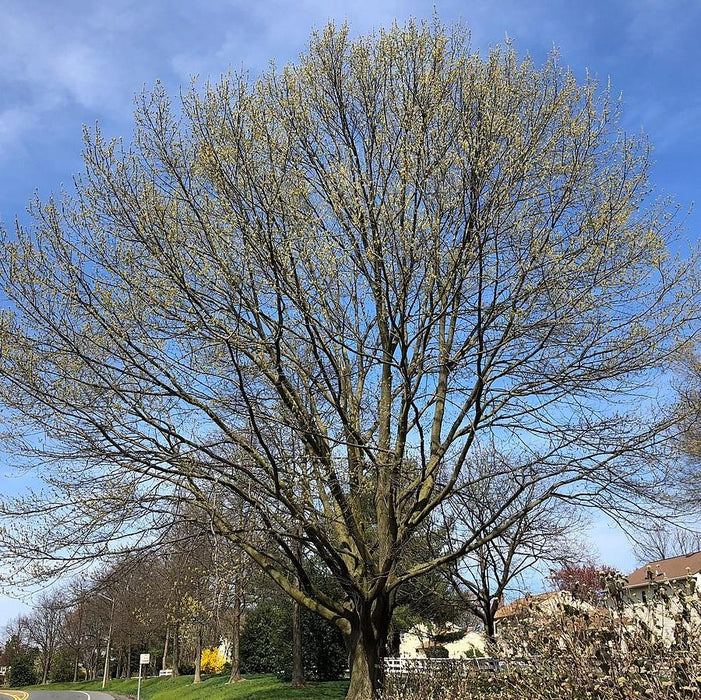 Oak, Northern Red Oak