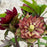 Hellebore, Honeymoon® Childhood Sweetheart Lenten Rose