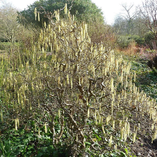 Contorted Filbert, Harry Lauder’s Walking Stick
