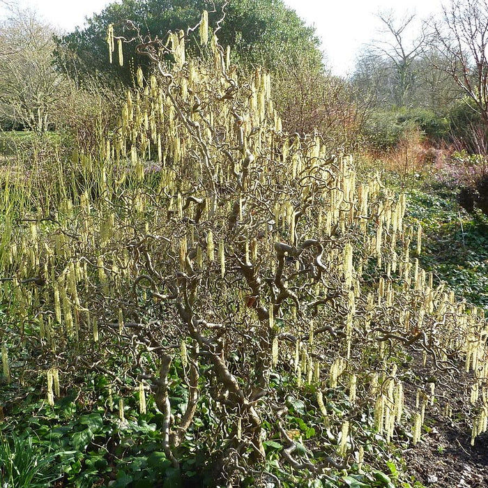 Contorted Filbert Fall Color Corylus avellana 'Contorta' - Contorted Filbert, Harry Lauder’s Walkin ...
