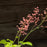 Coral Bells, Primo® Pistachio Ambrosia Heuchera