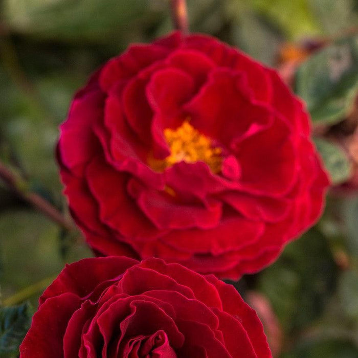 Rose, Cherrytini Rose