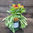 Blanket Flower, Spintop™ Copper Sun Blanket Flower