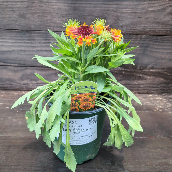 Blanket Flower, Spintop™ Copper Sun Blanket Flower