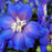 Delphinium, Cobalt Dreams Delphinium